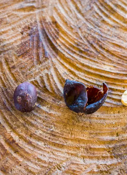 Workshop: Udnyttelse af kaffens sidestrømme - fra bioaffald til ny forretning